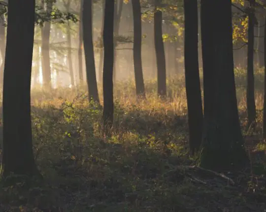 Placeholder Misty Forest In The Morning (2)